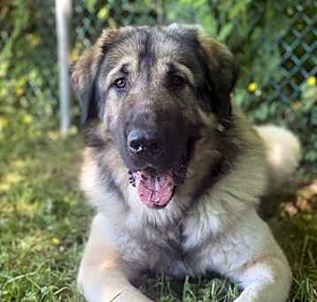 Photo of Hagrid