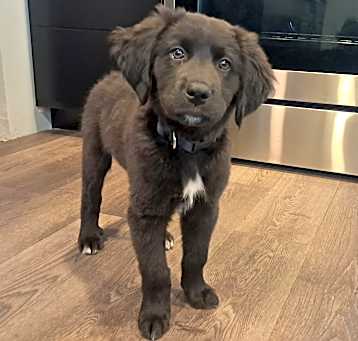 Photo of Blue