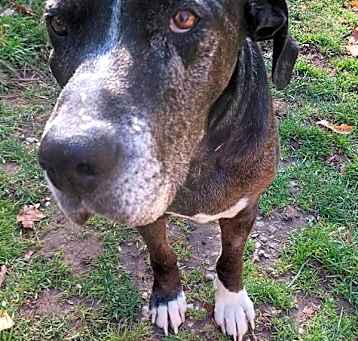 Photo of Onyx