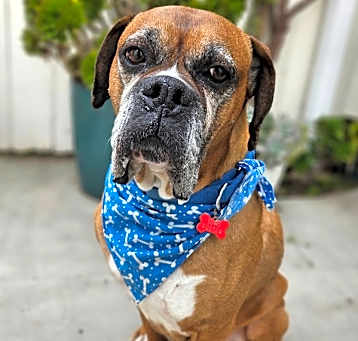 Photo of Captain Hank
