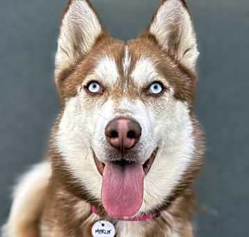 Photo of Merlot