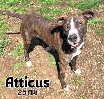 Photo of Atticus