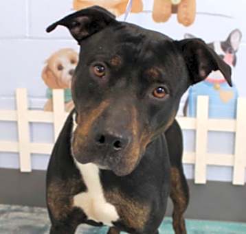 Photo of Toro URGENT HELP NEEDED!
