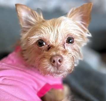 Photo of Paisley