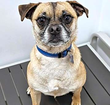 Photo of Peter the Pug C000-066-Claremont Location