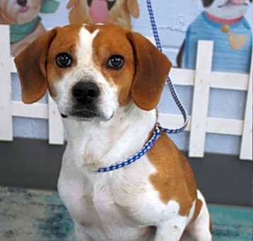 Photo of Sam URGENT HELP !!
