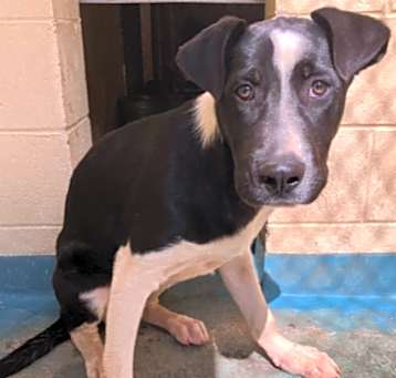 Photo of Jackson URGENTLY NEEDS HELP!