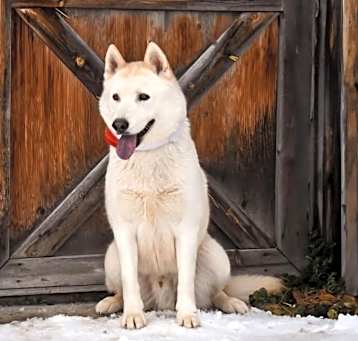 Photo of Timber