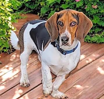 Photo of Buddy