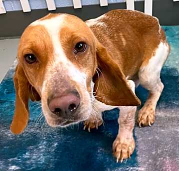 Photo of Duke URGENTLY NEEDS HELP!