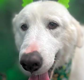 Photo of Dolly