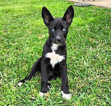 Photo of Blue