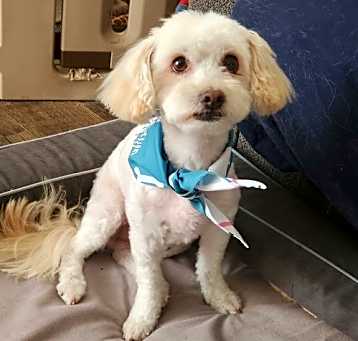 Photo of Rusty