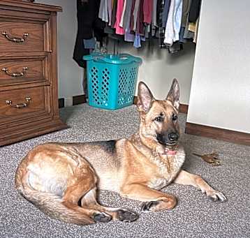 Photo of Nala