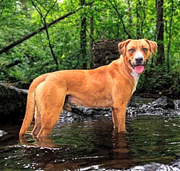 Photo of Bruno