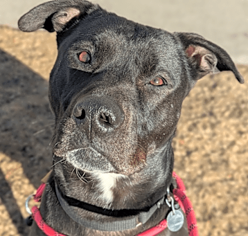 Photo of Samson
