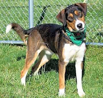 Photo of Koda