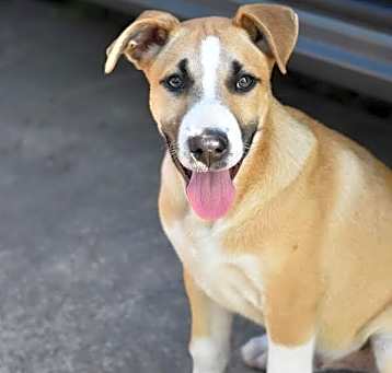 Photo of Potato (Montgomery Puppies)
