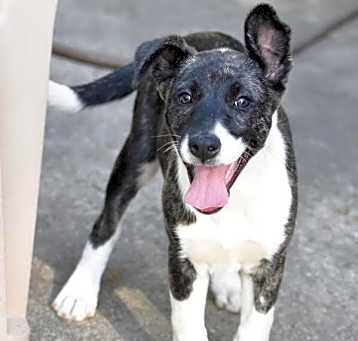 Photo of Dakota (Montgomery Puppies)