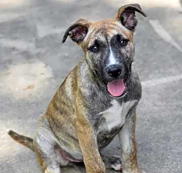 Photo of Gracie (Montgomery Puppies)