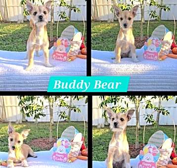 Photo of Buddy Bear