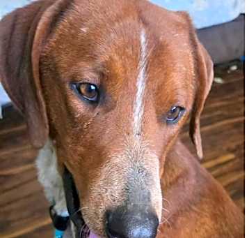 Photo of Rusty