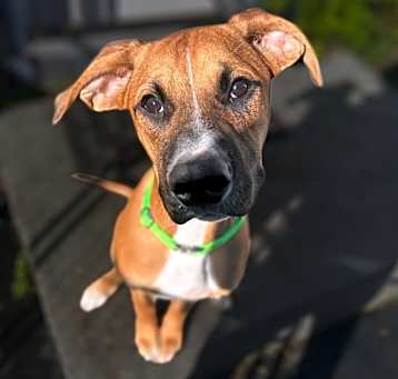 Photo of Dexter