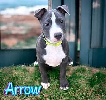 Photo of Arrow - Potts Camp litter