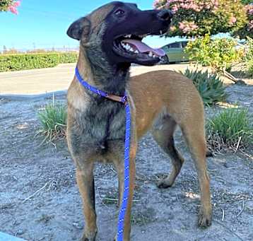 Photo of Jax - Located in CA