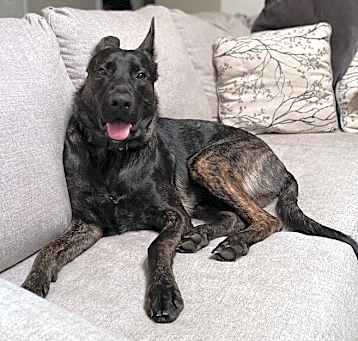 Photo of Cooper - located in FL