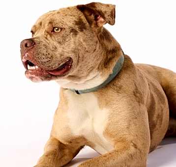 Photo of Arnie