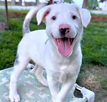 Photo of Hamlet