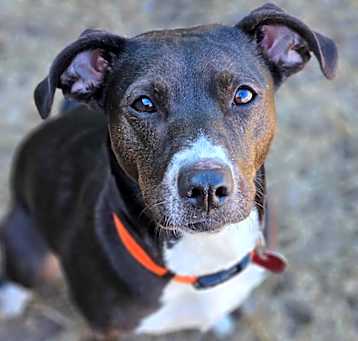 Photo of Ziggy