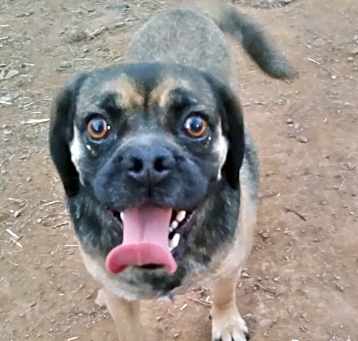 Photo of Buddy