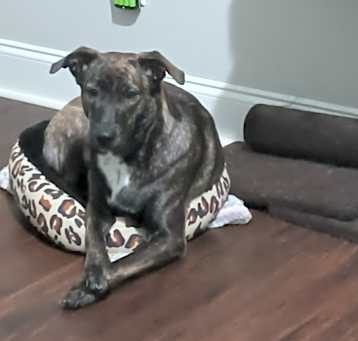 Photo of Olive