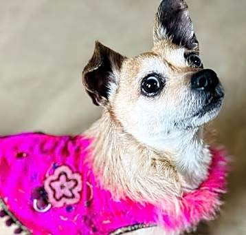 Photo of Pippin