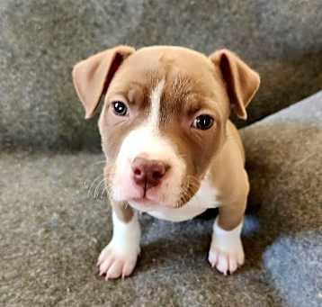 Photo of Nala