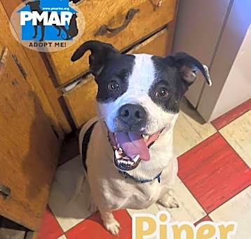 Photo of Piper