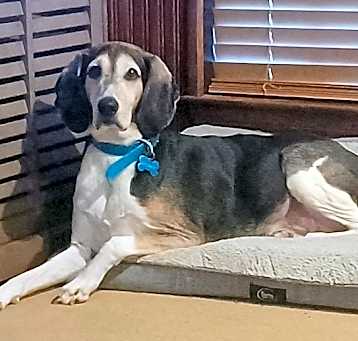 Photo of Boomer