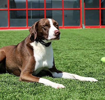 Photo of Hoss