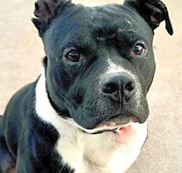 Photo of Chunk