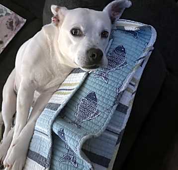 Photo of Shima