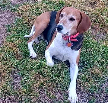 Photo of Sweetpea