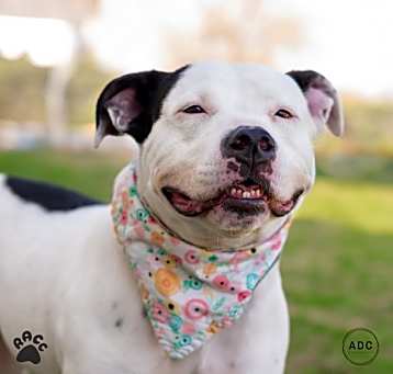 Photo of Bella Boo