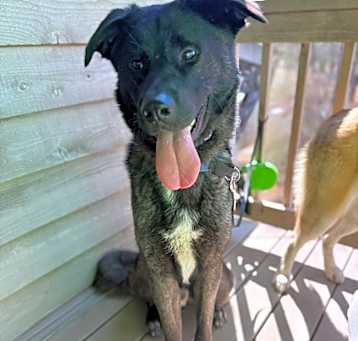 Photo of Harley