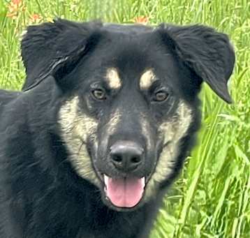 Photo of Gonzo