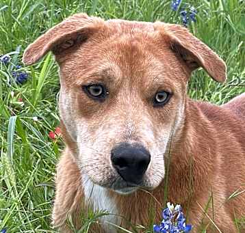 Photo of Rufus