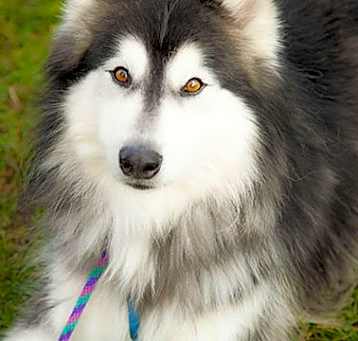 Photo of Adonis