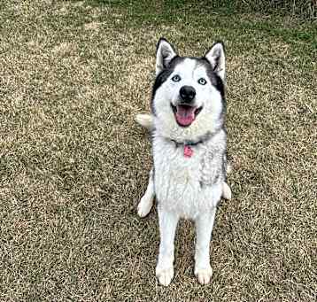 Photo of Chase