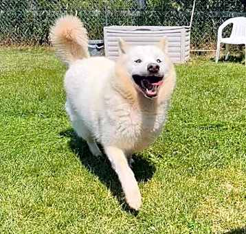 Photo of Luna